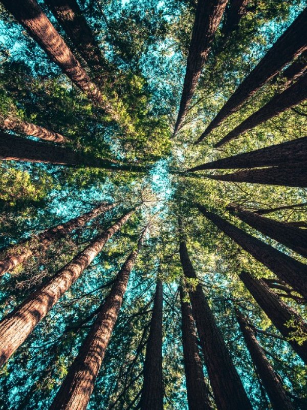 AI进化的新范式:从规模定律到强化学习-The49